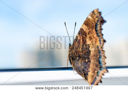 Butterfly Yellow Legged Tortoiseshell Sits On Window