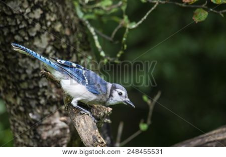 A Blue Jay Is Seen In Profile Leaning Forward While Perched On An Apple Tree Limb.