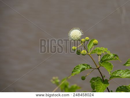 Button Bush Blooming At Water's Edge