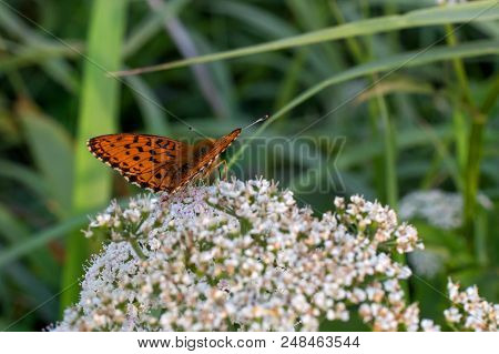 Silver-washed Fritillary Butterfly -argynnis Paphia- With Open Wings Sunbathing On A White Field Flo