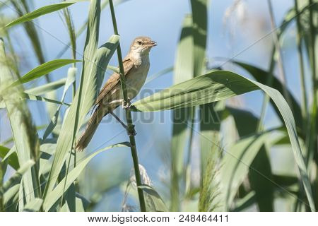Tawny Pipit, Anthus Campestris Bird