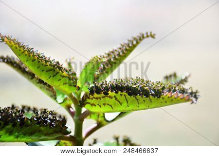 Kalanchoe Daigremontiana Plant. Mother Of Thousands. Alligator Plant