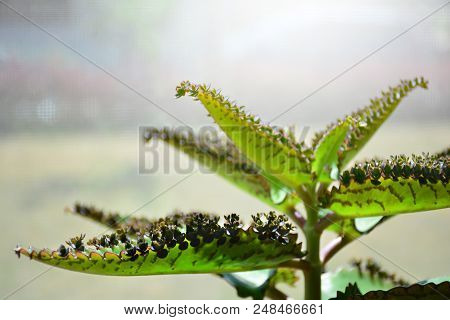 Kalanchoe Daigremontiana Plant. Mother Of Thousands. Alligator Plant