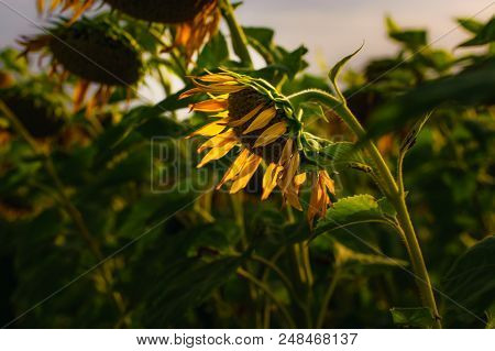 Blossoiming Sunflower Feild With Flowers Lit By Sunset Light.