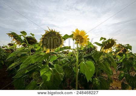 Blossoiming Sunflower Feild With Flowers Lit By Sunset Light.
