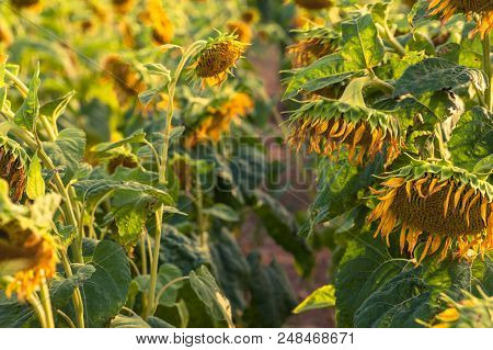 Blossoiming Sunflower Feild With Flowers Lit By Sunset Light.
