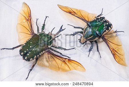 Close-up Of Pronghorn Beetle Lat. Chelorrhina Polyphemus , Burundi, West Zaire