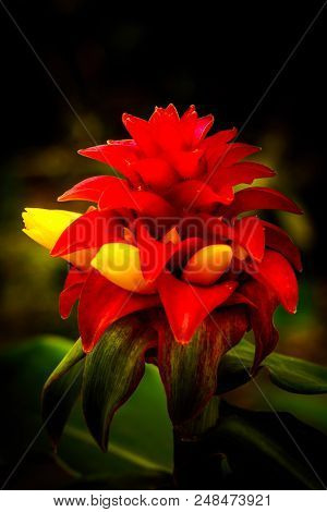 Red Ginger Tropical Plant In Natural Light