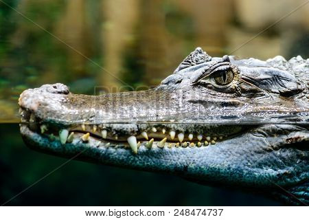 Caiman Crocodilus Profile Closeup With Teeth Showing In Water