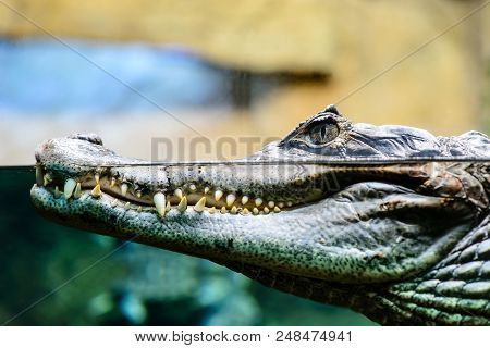 Caiman Crocodilus Profile Closeup With Teeth Showing In Water, Focus On Eye, With Shallow Depth Of F