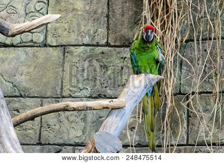 Green Parrot Ara Millitaris Sitting On A Branch Of A Tree, Focus On The Parrot Shallow Depth