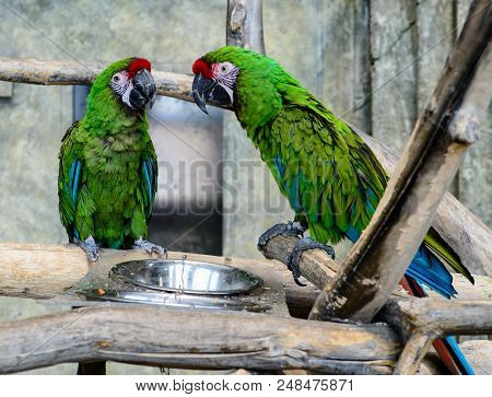 Two Green Parrots Ara Millitaris Eating From A Bowl, Focus On The Parrot Shallow Depth