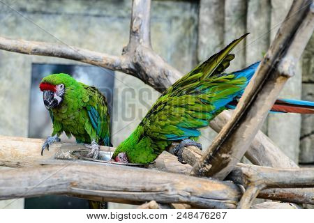 Two Green Parrots Ara Millitaris Eating From A Bowl, Focus On The Parrot Shallow Depth