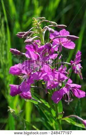 Willow-herb Pink Epilobium Flowers Of Fireweed Epilobium Or Chamerion Angustifolium In Bloom Ivan Te