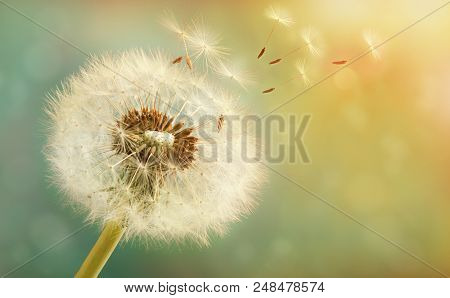 Dandelion With Flying Seeds On A Beautiful Luminous Background With A Bokeh