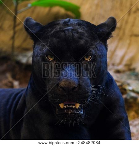 Black Panther Shot Close Up Tiger Head