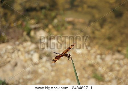 A Halloween Pennant Dragonfly (celithemis Eponina) Perches On A Reed Beside The Quarry Pond In The R