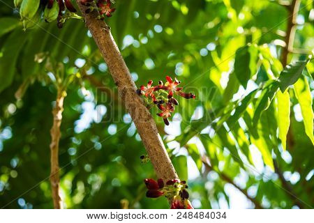 Averrhoa Bilimbi Flowers On Tree In Garden