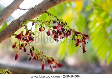 Averrhoa Bilimbi Flowers On Tree In Garden