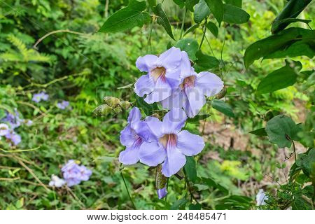Laurel Clockvine Flower In Nature Garden. Thai Herbs