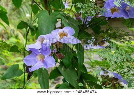 Laurel Clockvine Flower In Nature Garden. Thai Herbs