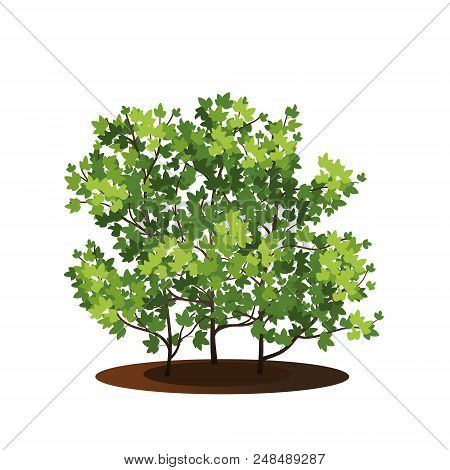 Bush Nerium Oleander With Green Leaves And Shadow On White Background