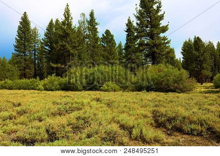 Alpine Meadow Surrounded By A Rural Pine Forest Taken At Holcomb Valley Near Big Bear, Ca