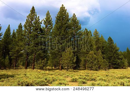 Alpine Meadow Surrounding A Rural Pine Forest With Thunderstorms Beyond Taken At Holcomb Valley Near