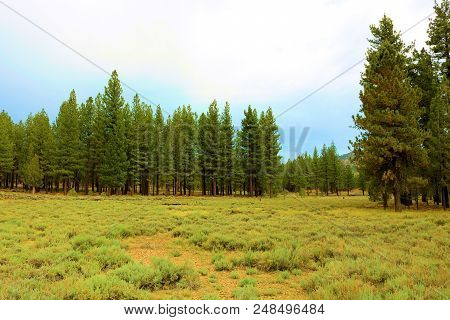 Alpine Meadow Surrounded By A Rural Pine Forest Taken At Holcomb Valley Near Big Bear, Ca