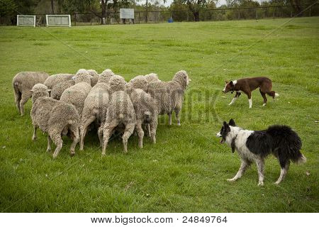 Ovce Herding_01