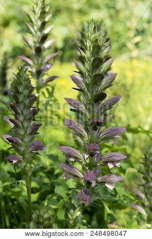 Spiky Wildflowers On A Meadow In Spring. Orobanche Plants On A Meadow.