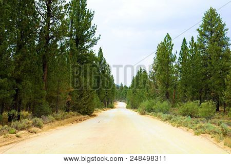Countryside Road Within A Rural Pine Forest Taken At Holcomb Valley Near Big Bear, Ca