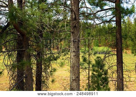 Pine Forest Surrounding An Alpine Meadow Taken At Holcomb Valley In Big Bear, Ca