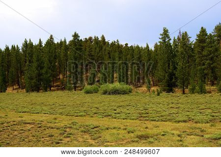 Alpine Meadow Surrounded By A Rural Pine Forest Taken At Holcomb Valley Near Big Bear, Ca