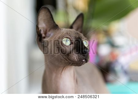 Bald Cat With Green Eyes Looking Away, Sphynx Breed Canadian Cat, Bald Pet, Wrinkled Skin, Skin With