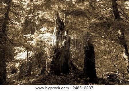 Forest Scene Near The Box Canyon Area In Mount Rainier National Park. Black And White Version.