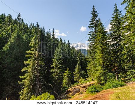 Forest Scene Near The Box Canyon Area In Mount Rainier National Park