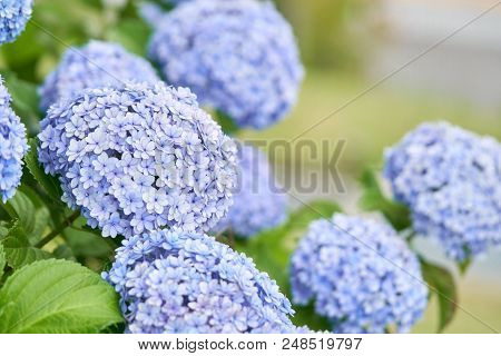 Closeup Of Green Hydrangea (hydrangea Macrophylla) Are Blooming In Spring And Summer At A Town Garde