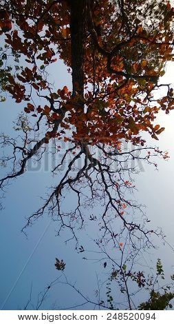 Beneath The Tree And Beautiful Sky Background.