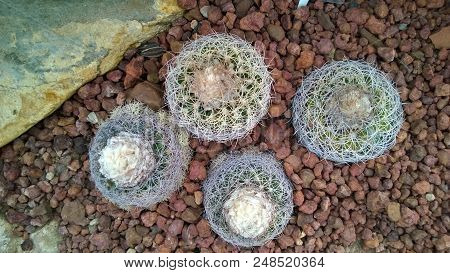 Beautiful Cactus On Sand And Stone Floor.