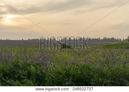 Evening Landscape With Fields Of Blossoming Alfalfa, Stormy Sky And Working Harvesting Agricultural 