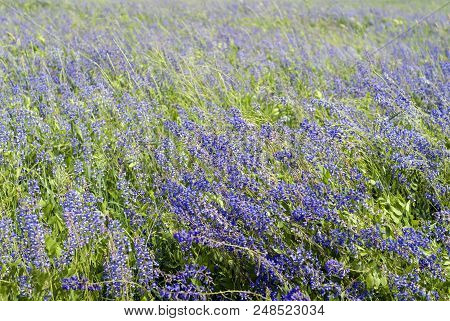 Background - Blooming Meadow With Grass Stems And Alfalfa Flowers Bent From The Wind