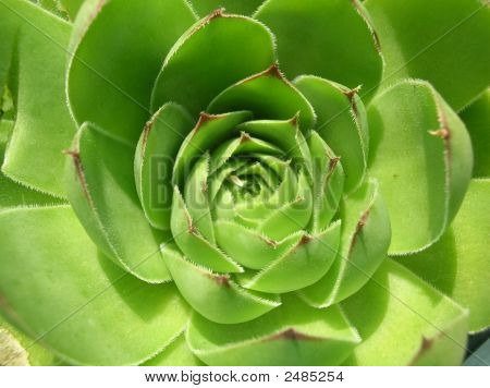 Licht groen Cactus