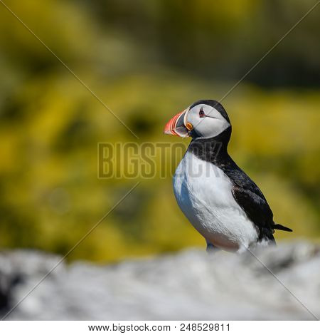 Beautiful Atlantic Puffin Or Comon Puffin Fratercula Arctica In Northumberland England On Bright Spr