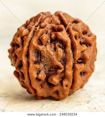 Macro View Of Single Divine Powerful Rudraksha Bead (tear Drops From Eyes Of Lord Shiva That Grew As