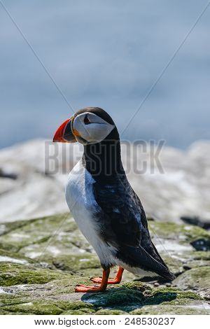 Beautiful Atlantic Puffin Or Comon Puffin Fratercula Arctica In Northumberland England On Bright Spr
