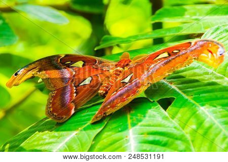 The Giant Atlas Butterfly Moth, Attacus Atlas In Thailand