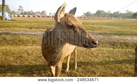 Deer In Front Of The Camp On The Mountain.