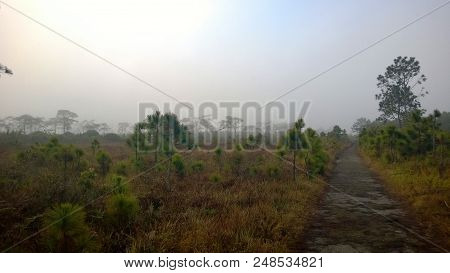Forest Trail On The Mountain Of Thailand