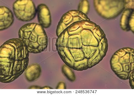 Mimosa Pollen Grains, Close-up View, 3d Illustration. Pollen Is A Factor Causing Hay Fever And Aller